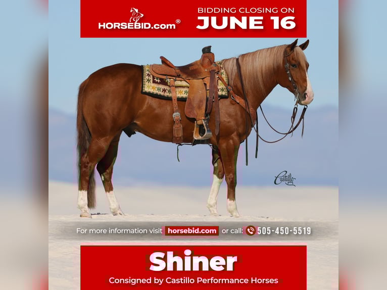 American Quarter Horse Wałach 9 lat 155 cm Cisawa in Belen, NM