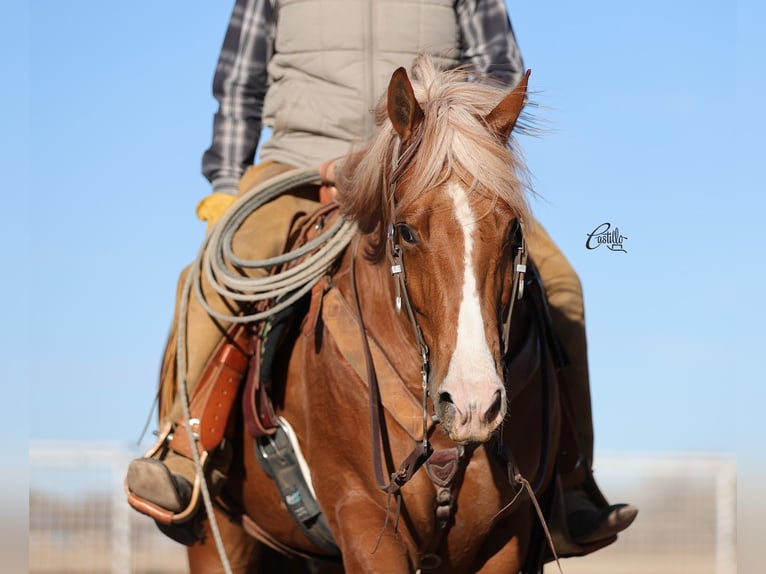 American Quarter Horse Wałach 9 lat 155 cm Cisawa in Belen, NM
