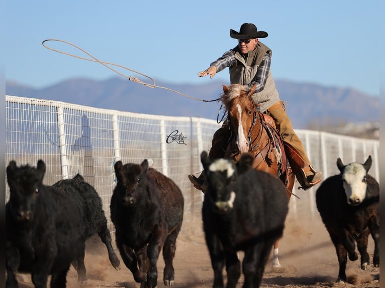 American Quarter Horse Wałach 9 lat 155 cm Cisawa in Belen, NM