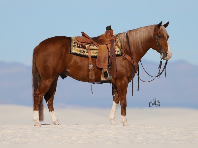 American Quarter Horse Wałach 9 lat 155 cm Cisawa in Belen, NM