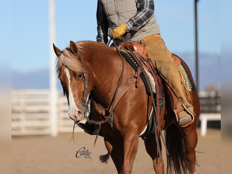 American Quarter Horse Wałach 9 lat 155 cm Cisawa in Belen, NM