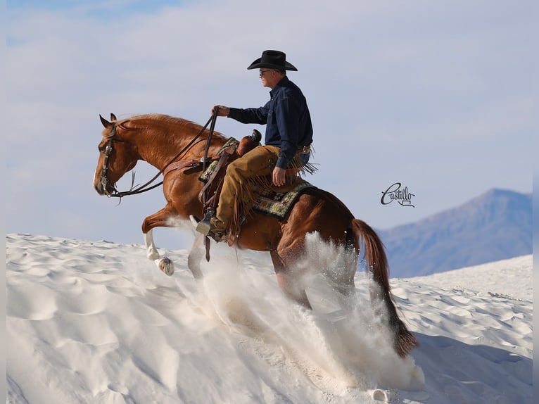 American Quarter Horse Wałach 9 lat 155 cm Cisawa in Belen, NM