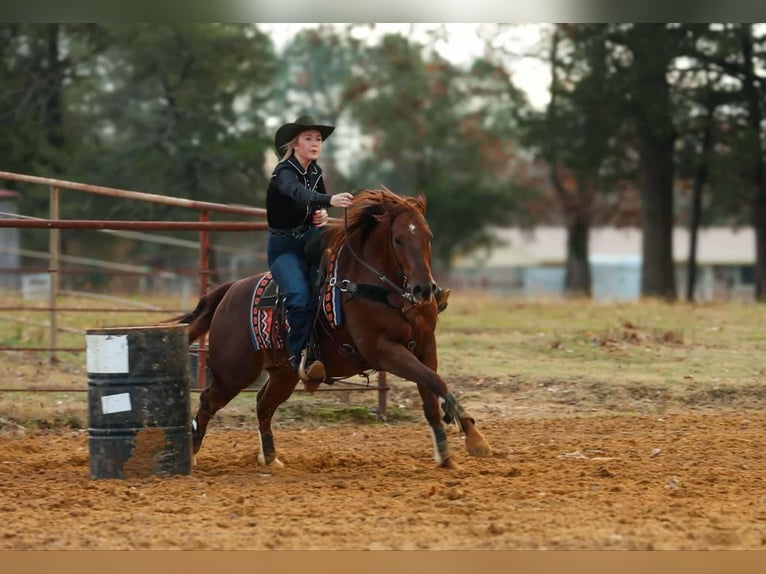 American Quarter Horse Wałach 9 lat 155 cm Cisawa in Quitman
