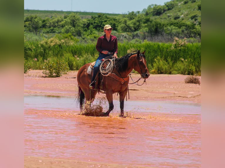 American Quarter Horse Wałach 9 lat 155 cm Gniada in Amarillo, TX
