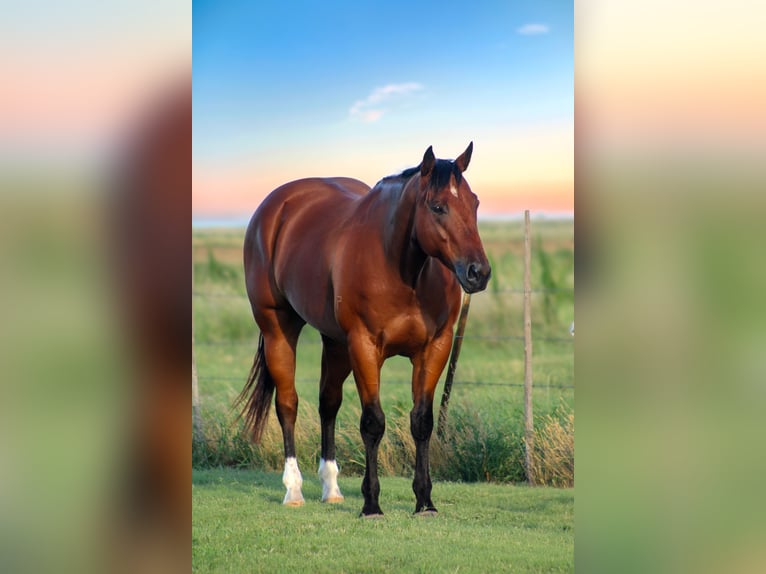 American Quarter Horse Wałach 9 lat 155 cm Gniada in Amarillo, TX