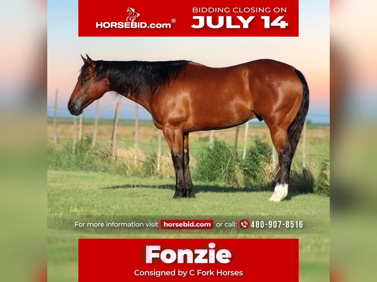 American Quarter Horse Wałach 9 lat 155 cm Gniada in Amarillo, TX