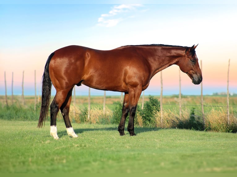 American Quarter Horse Wałach 9 lat 155 cm Gniada in Amarillo, TX