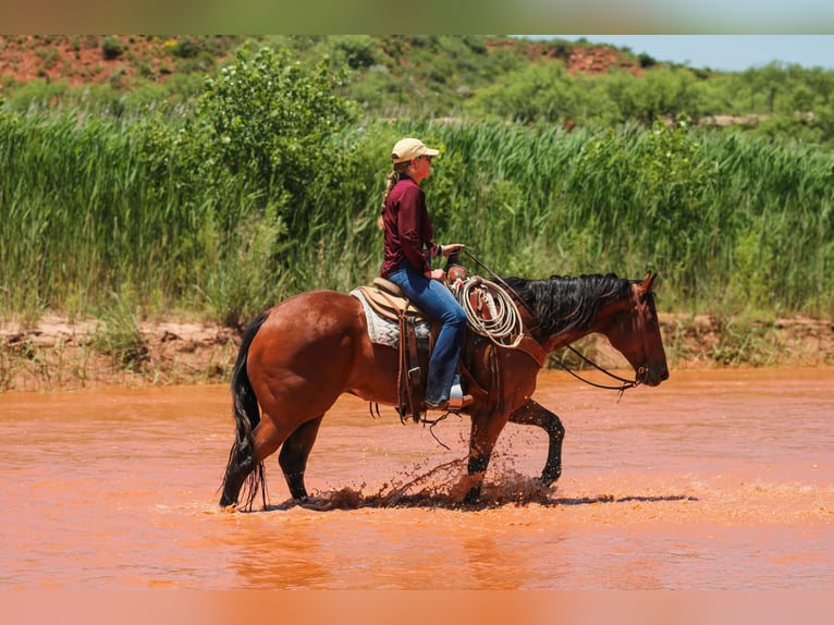American Quarter Horse Wałach 9 lat 155 cm Gniada in Amarillo, TX