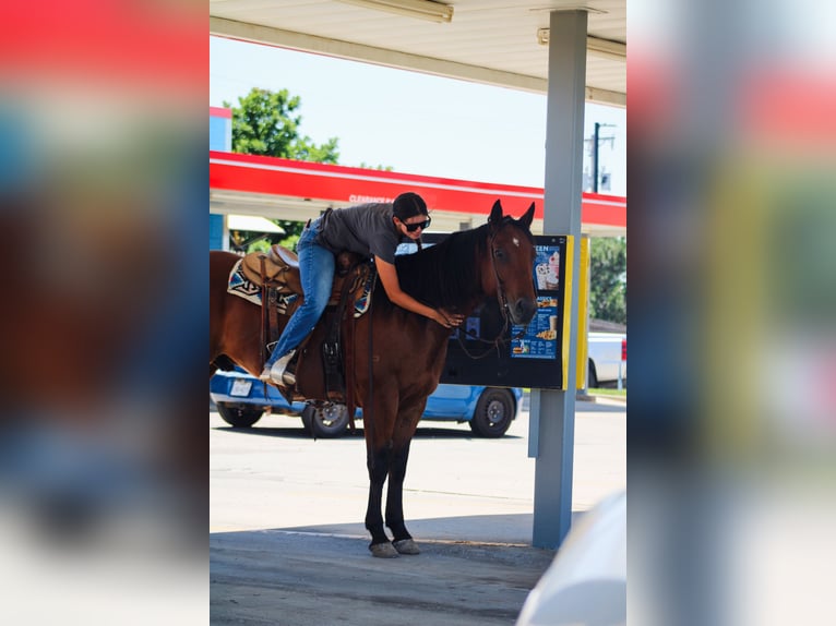 American Quarter Horse Wałach 9 lat 155 cm Gniada in Amarillo, TX