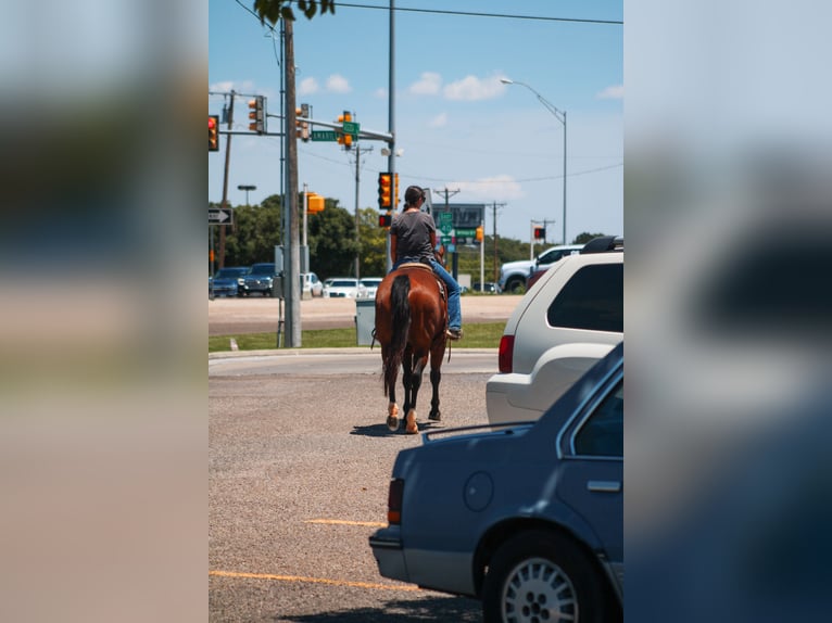 American Quarter Horse Wałach 9 lat 155 cm Gniada in Amarillo, TX