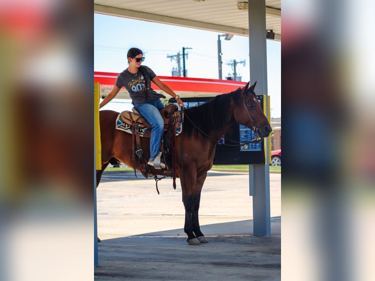 American Quarter Horse Wałach 9 lat 155 cm Gniada in Amarillo, TX