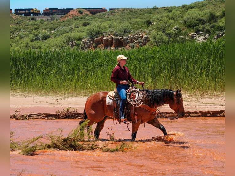 American Quarter Horse Wałach 9 lat 155 cm Gniada in Amarillo, TX