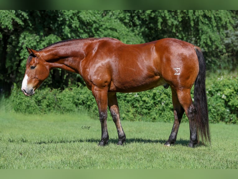 American Quarter Horse Wałach 9 lat 155 cm Gniada in Ravenna, TX