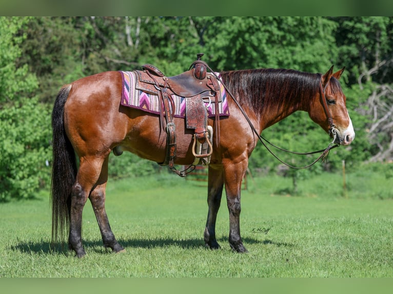 American Quarter Horse Wałach 9 lat 155 cm Gniada in Ravenna, TX