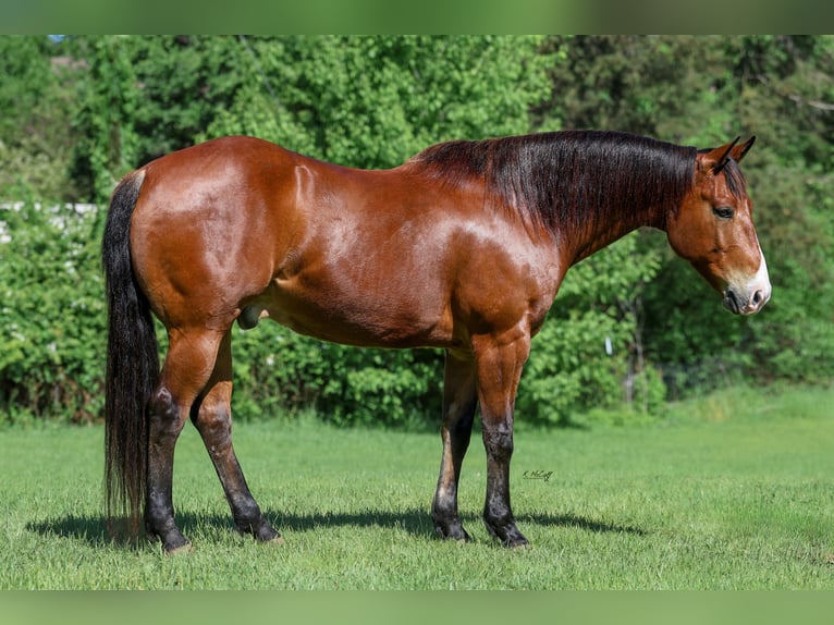 American Quarter Horse Wałach 9 lat 155 cm Gniada in Ravenna, TX