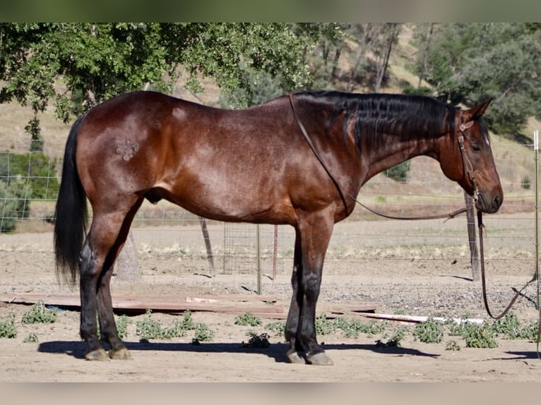 American Quarter Horse Wałach 9 lat 155 cm Gniadodereszowata in King City CA