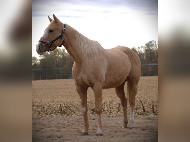 American Quarter Horse Wałach 9 lat 155 cm Izabelowata in Saint Joe