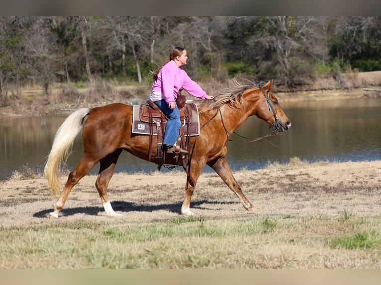 American Quarter Horse Wałach 9 lat 155 cm Izabelowata in Forney