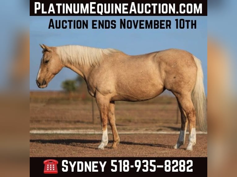 American Quarter Horse Wałach 9 lat 155 cm Izabelowata in Granbury TX