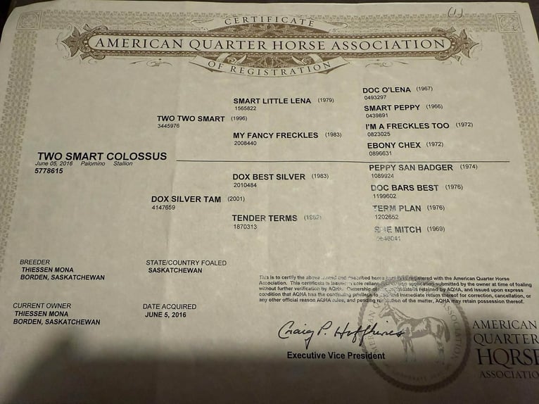 American Quarter Horse Wałach 9 lat 155 cm Izabelowata in Stephenville