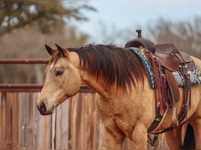 American Quarter Horse Wałach 9 lat 155 cm Jelenia in Ranger