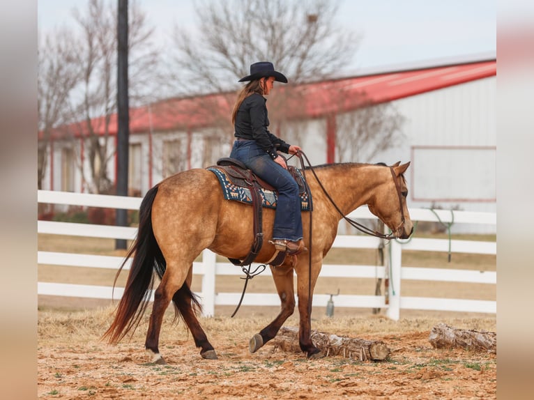 American Quarter Horse Wałach 9 lat 155 cm Jelenia in Ranger