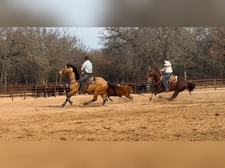 American Quarter Horse Wałach 9 lat 155 cm Jelenia in Weatherford