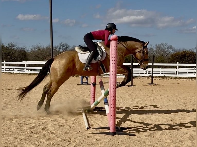 American Quarter Horse Wałach 9 lat 155 cm Jelenia in Weatherford