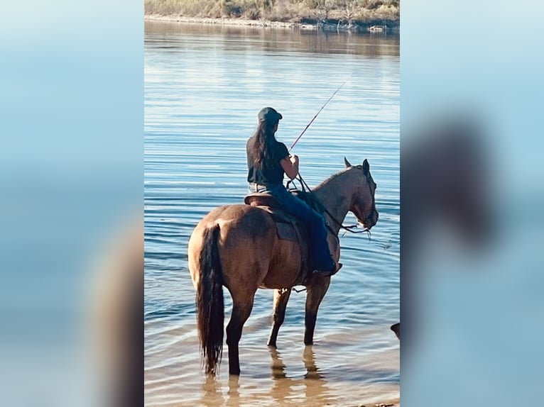 American Quarter Horse Wałach 9 lat 155 cm Jelenia in Weatherford