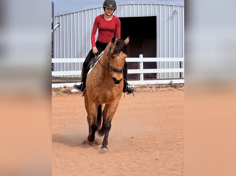American Quarter Horse Wałach 9 lat 155 cm Jelenia in Weatherford