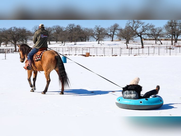 American Quarter Horse Wałach 9 lat 155 cm Jelenia in Weatherford