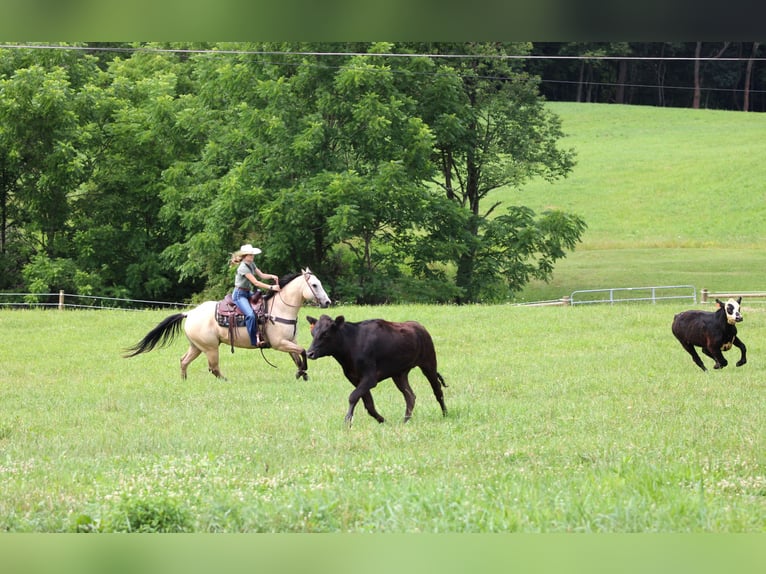 American Quarter Horse Wałach 9 lat 155 cm Jelenia in Clarion, PA