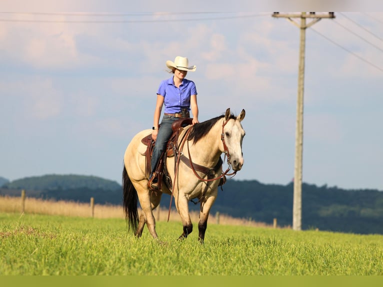 American Quarter Horse Wałach 9 lat 155 cm Jelenia in Clarion, PA
