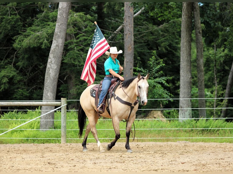 American Quarter Horse Wałach 9 lat 155 cm Jelenia in Clarion, PA