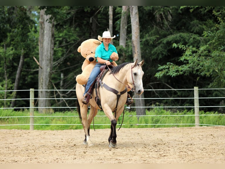 American Quarter Horse Wałach 9 lat 155 cm Jelenia in Clarion, PA