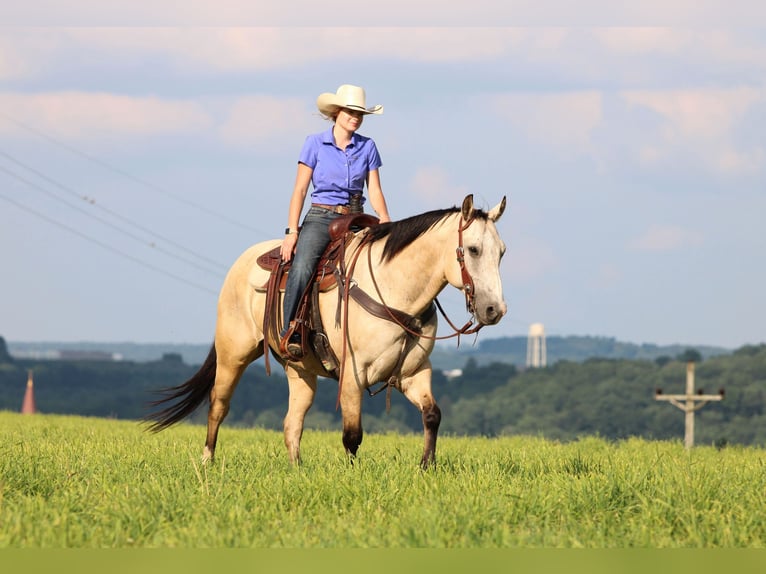 American Quarter Horse Wałach 9 lat 155 cm Jelenia in Clarion, PA