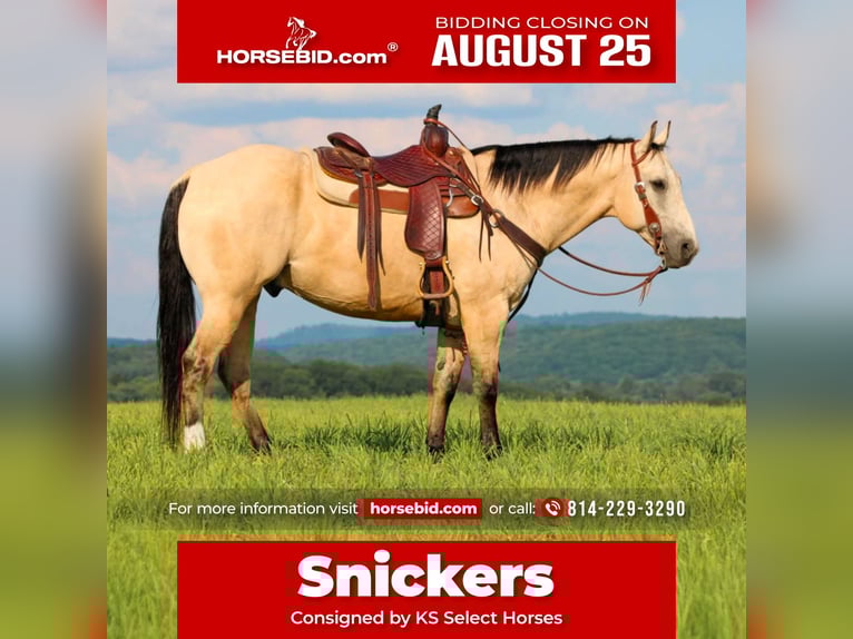 American Quarter Horse Wałach 9 lat 155 cm Jelenia in Clarion, PA