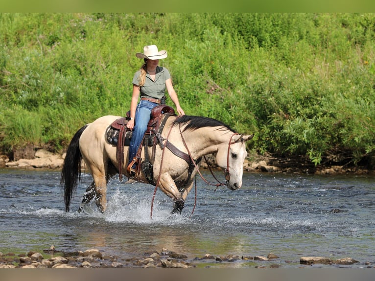 American Quarter Horse Wałach 9 lat 155 cm Jelenia in Clarion, PA