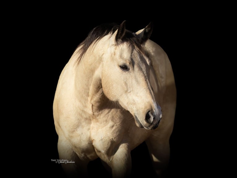 American Quarter Horse Wałach 9 lat 155 cm Jelenia in Madill