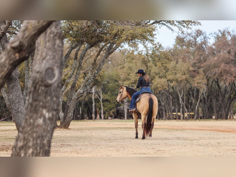 American Quarter Horse Wałach 9 lat 155 cm Jelenia in Ranger