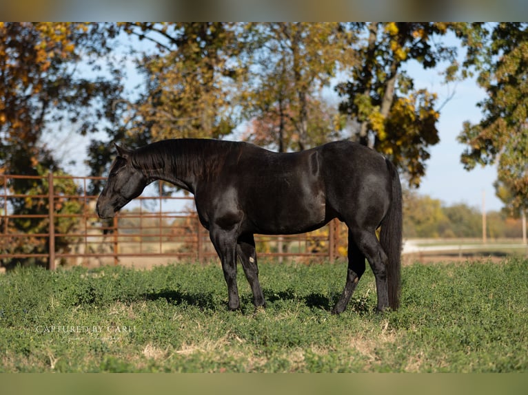 American Quarter Horse Wałach 9 lat 155 cm Karodereszowata in Lewistown