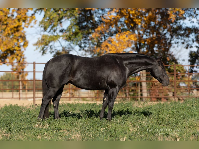 American Quarter Horse Wałach 9 lat 155 cm Karodereszowata in Lewistown