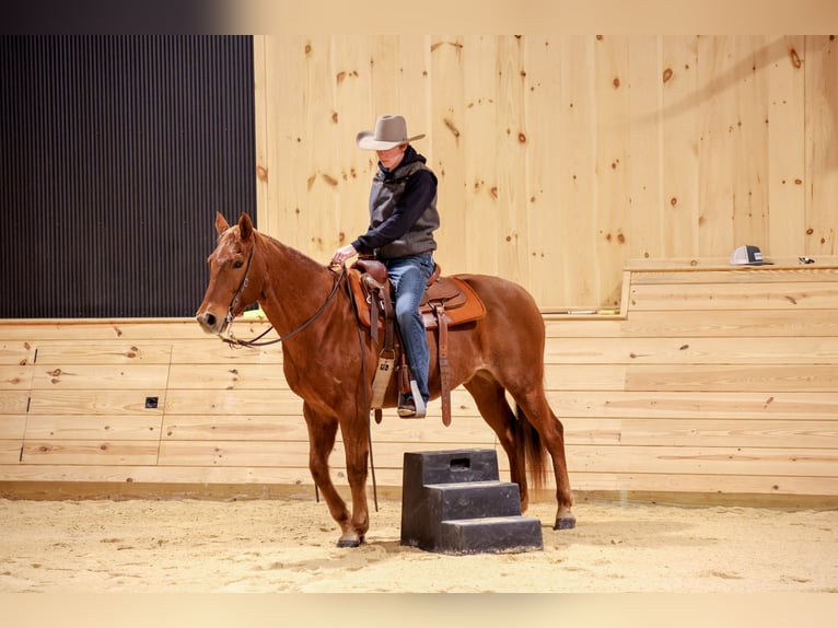 American Quarter Horse Wałach 9 lat 155 cm Kasztanowatodereszowata in Needmore