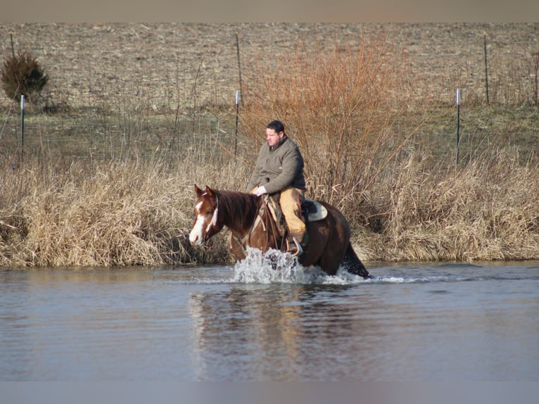 American Quarter Horse Wałach 9 lat 155 cm Kasztanowatodereszowata in Brownstown