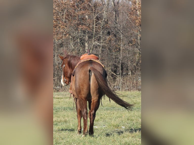 American Quarter Horse Wałach 9 lat 155 cm Kasztanowatodereszowata in Brownstown