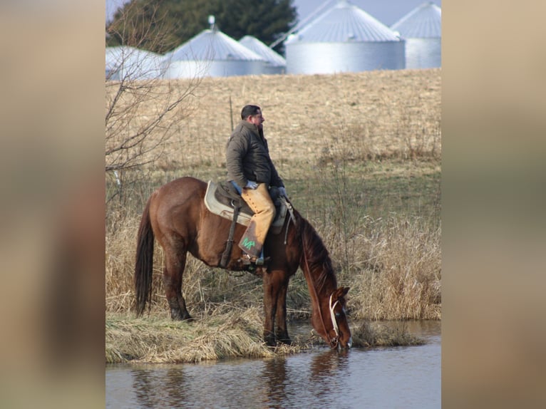 American Quarter Horse Wałach 9 lat 155 cm Kasztanowatodereszowata in Brownstown