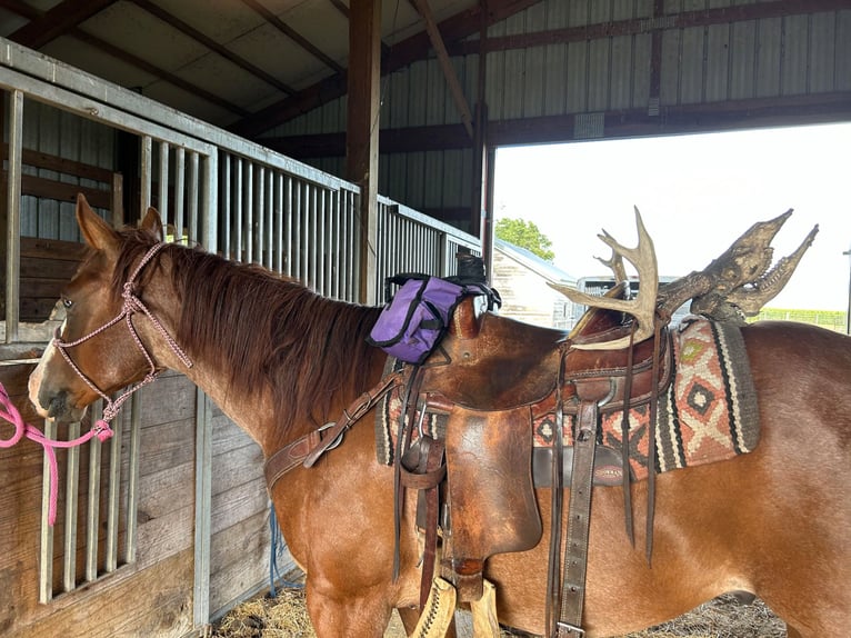 American Quarter Horse Wałach 9 lat 155 cm Kasztanowatodereszowata in Brownstown