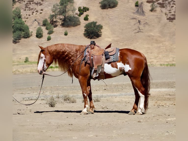 American Quarter Horse Wałach 9 lat 155 cm Overo wszelkich maści in Paicines CA