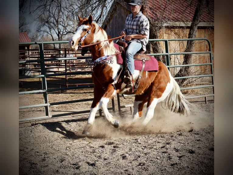 American Quarter Horse Wałach 9 lat 155 cm Tobiano wszelkich maści in Fort Collins CO