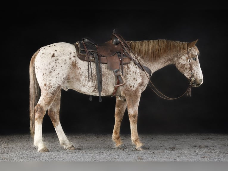American Quarter Horse Wałach 9 lat 155 cm  in Needmore